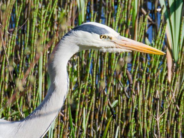 I spotted Mr Grey out fishing today.  He didn't see me and I managed to get a few shots, this is probably the best.  I liked the intensity of his focus on his prey.  Never saw him catch anything, but that's sometimes the way.