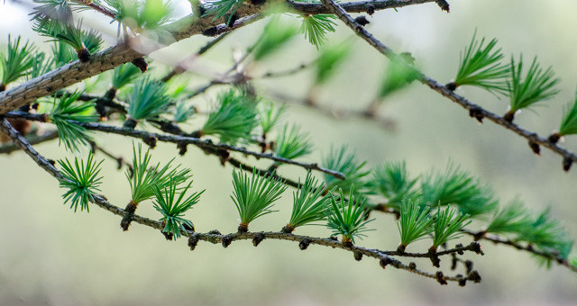 The needle leaves of the larch are opening out.