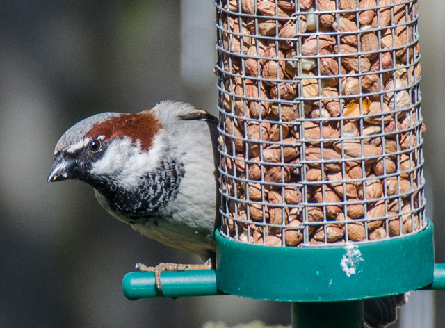 I'd only just filled the peanut feeder when this fella commandeered it of his breakfast meal.  365/116