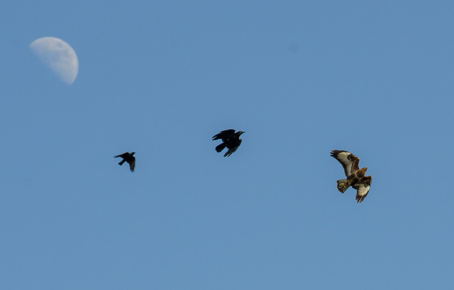 This buzzard was having a hard time of it this afternoon.  At one time there must have bee upwards of 15 crows waiting their turn to divebomb it.  I hadn't even noticed the moon in the shot until I uploaded it tonight.