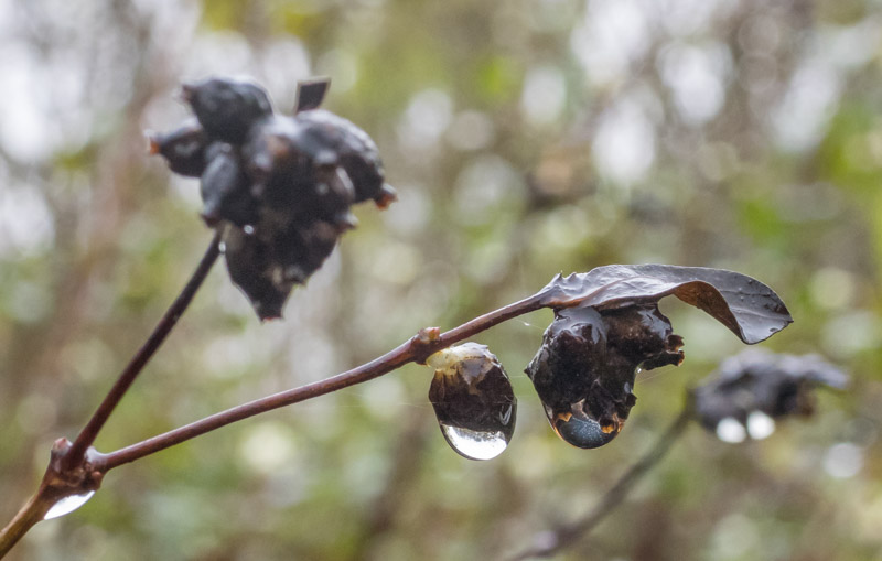 White Rabbits (x3) – 1 November 2019 – My Photo Blog